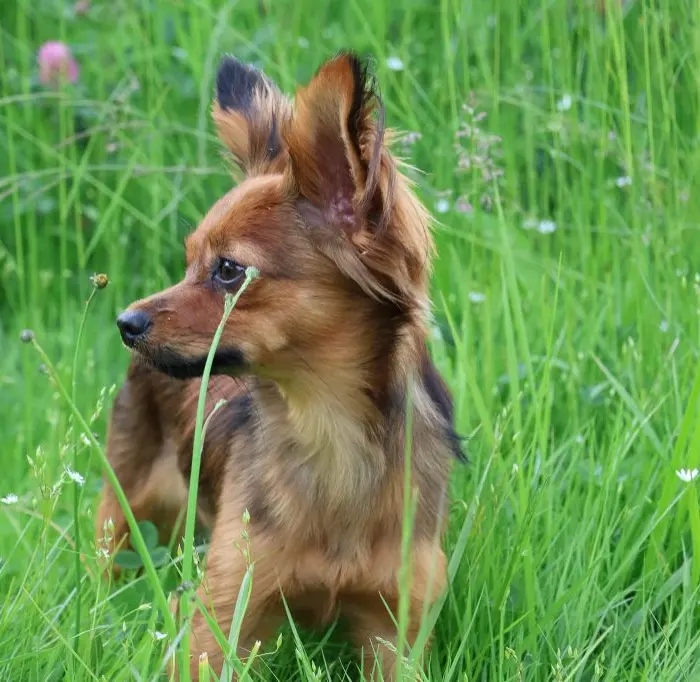 Russkiy Toy adulte fauve dans les herbes hautes, au jardin de l’élevage