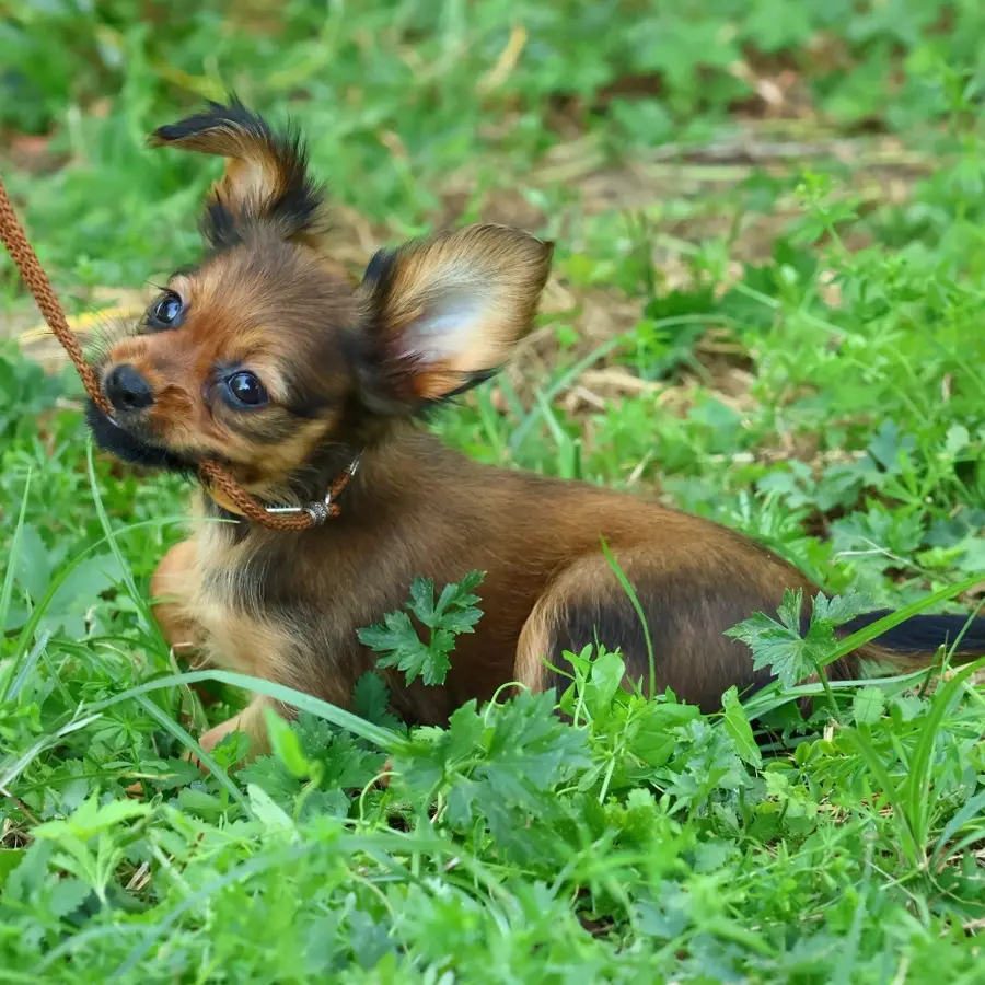 Chiot Russkiy Toy acajou dans le jardin de l’élevage