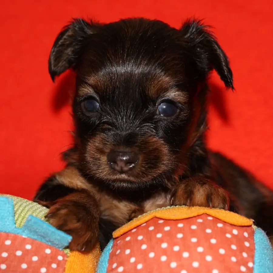 Chiot Bacchus