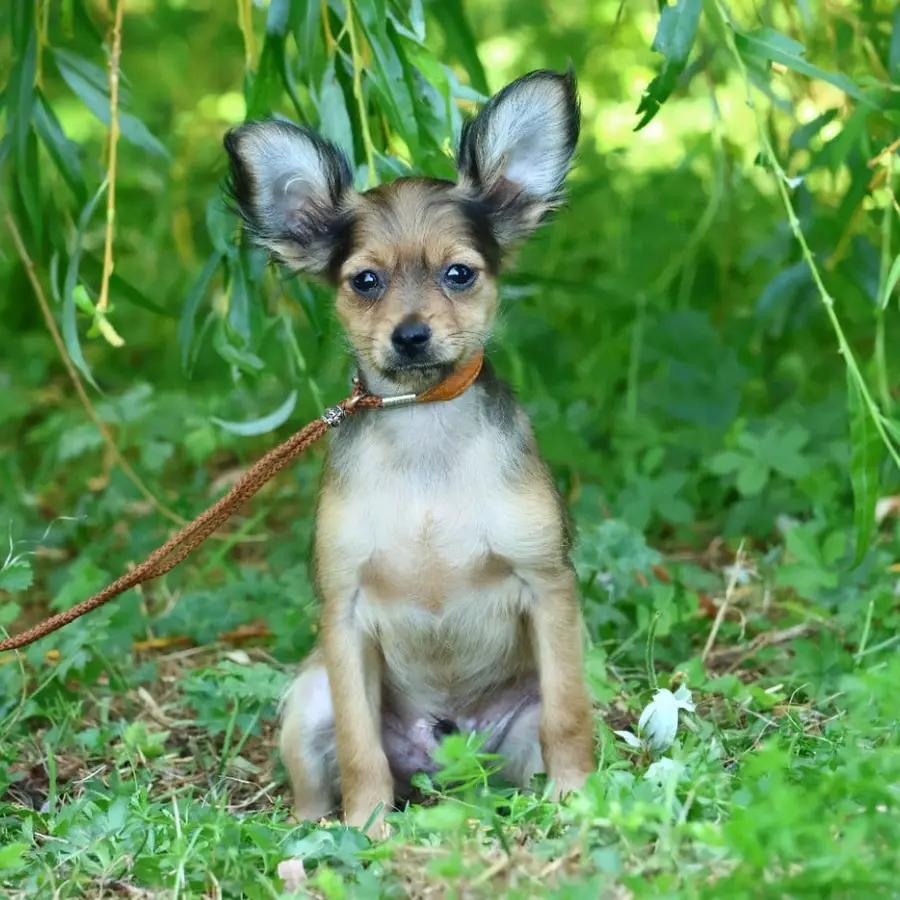 Chiot Balou
