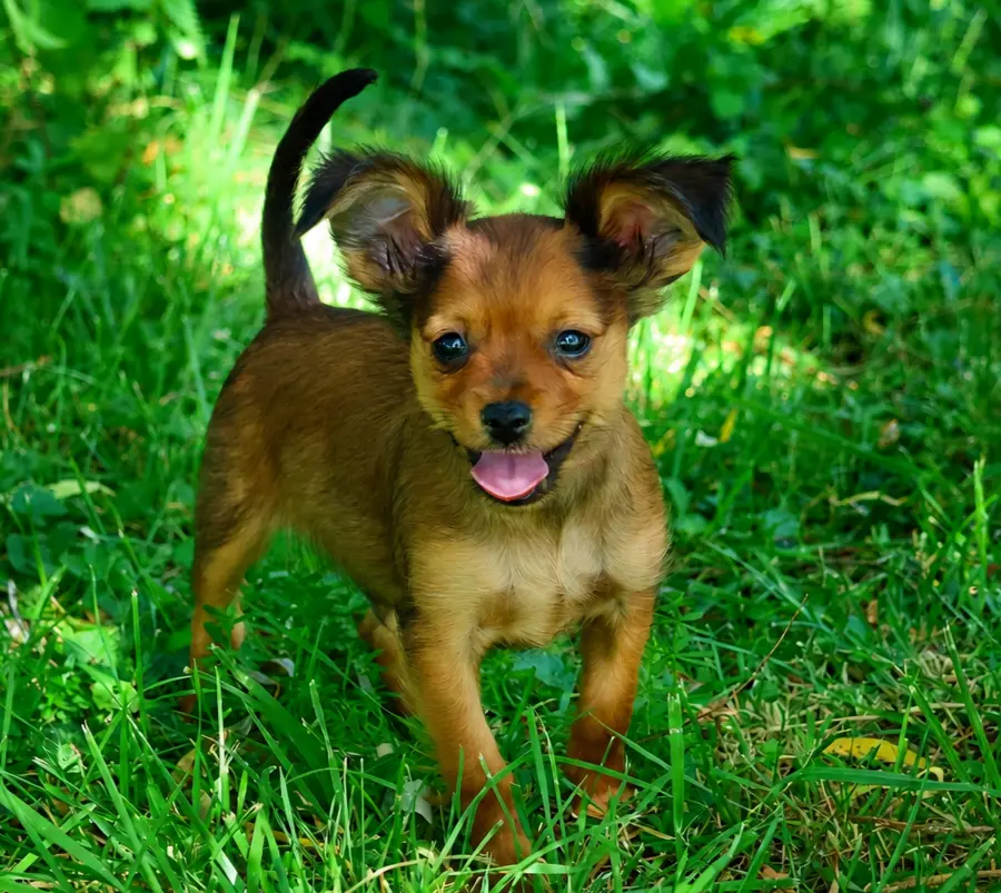 Chiot Balzak