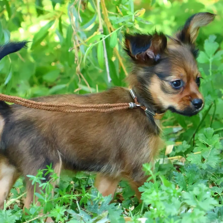 Chiot Blake