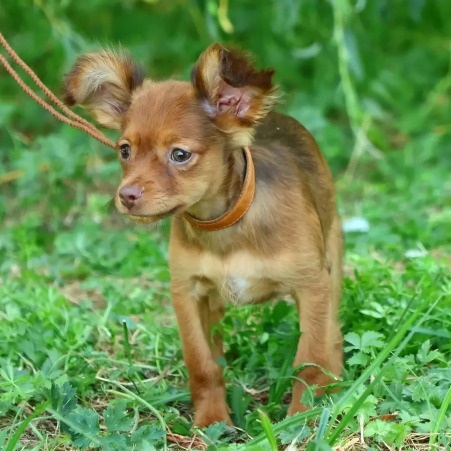 Chiot Bolton