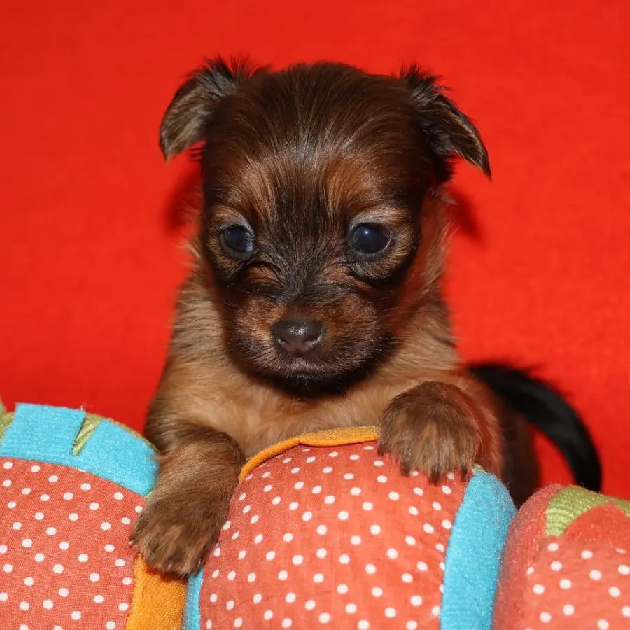 Chiot Bomi