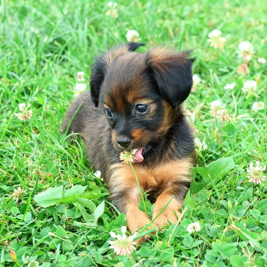 Chiot Boston