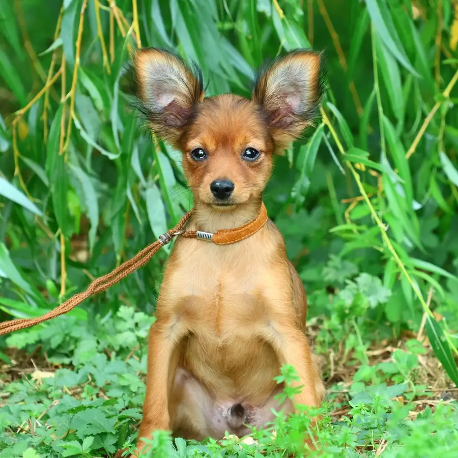 Chiot Russkiy Toy fauve debout dans l’herbe du jardin