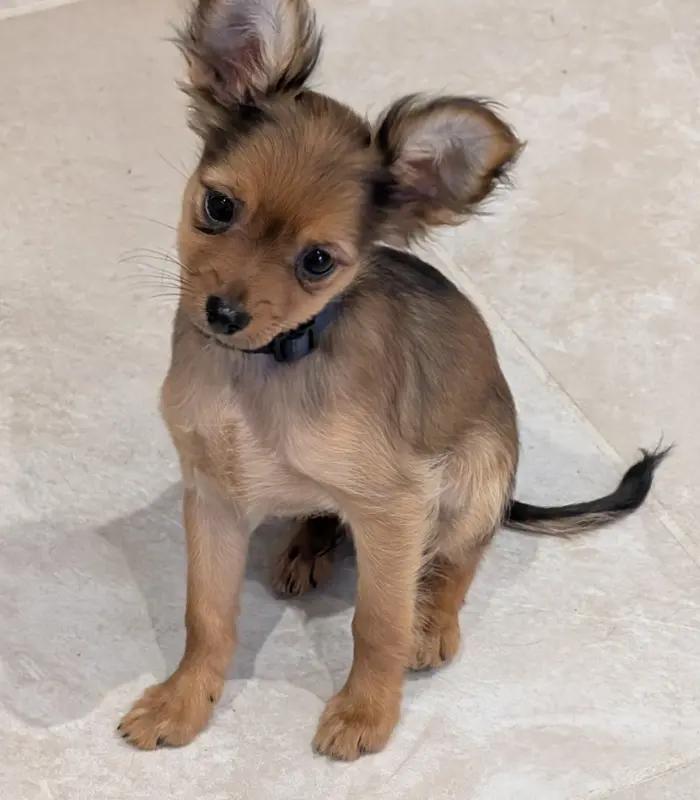 Chiot Russkiy Toy fauve dans la maison de l’élevage