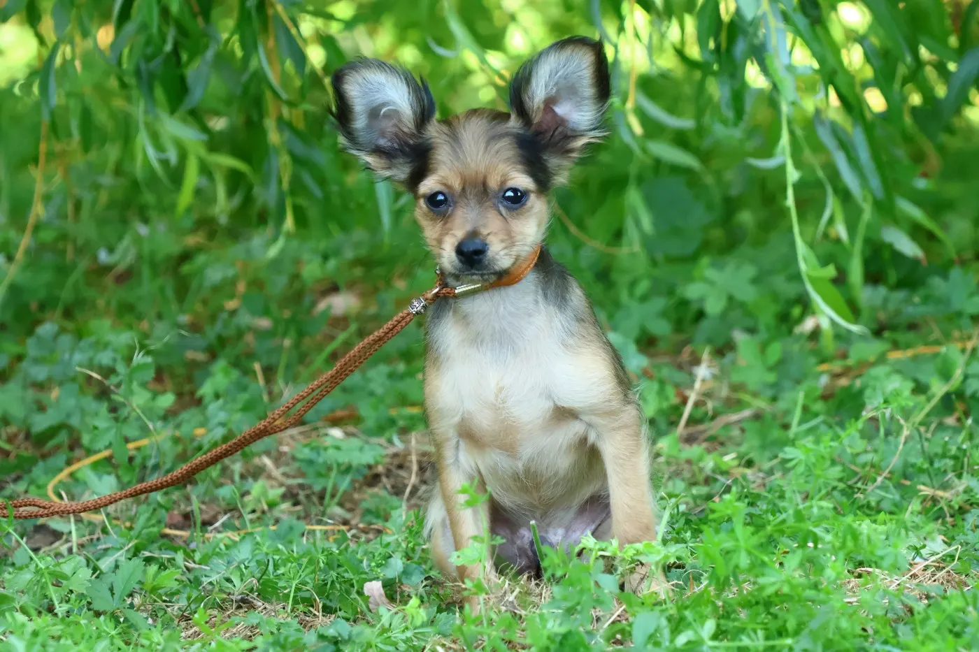 Chiot Russkiy Toy fauve doré assis sous le saule de l’élevage