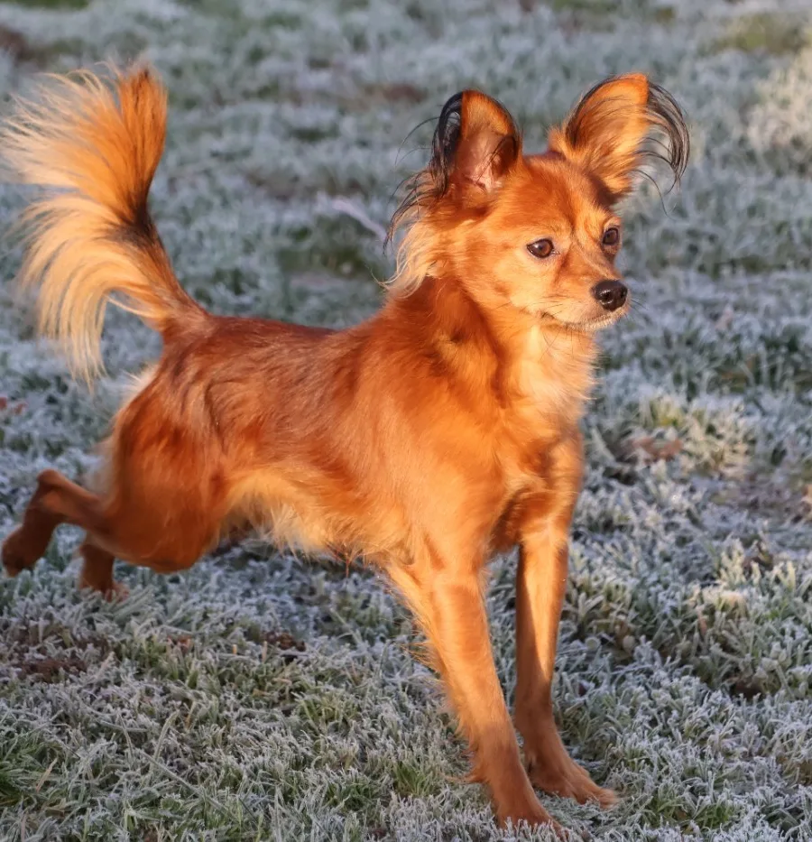 Laskovaya Rus’ Oskar, Russkiy Toy, en pleine course sur l’herbe givrée