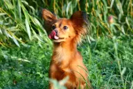 Thylou