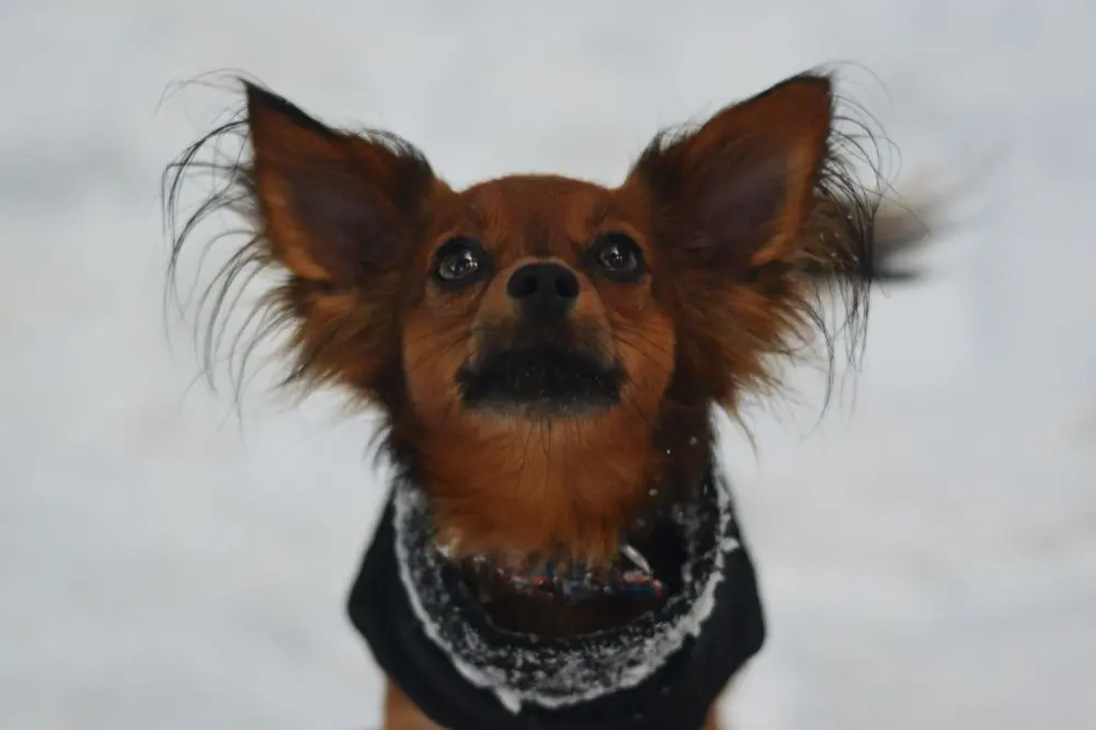 Ulyx, Russkiy Toy fauve charbonné, Champion de France Jeune, portrait dans la neige
